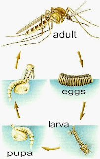 siklus nyamuk