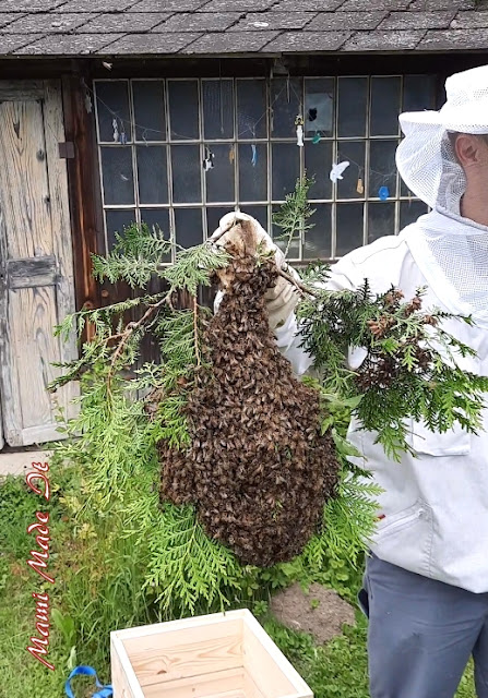 Bienenernte - Bee Harvest