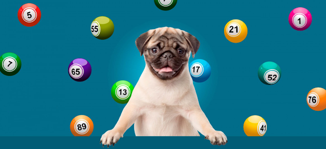 best bingo sites uk