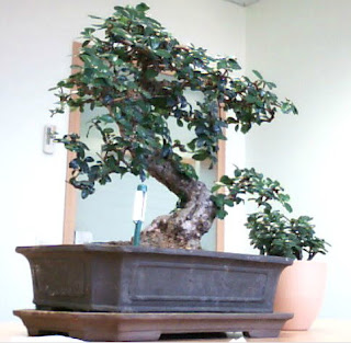 bonsai