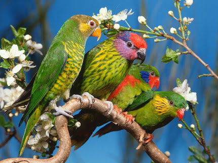 gambar burung romantis, burung saling cinta