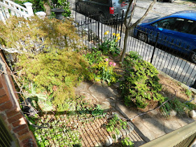 Toronto Spring Front Yard Garden Cleanup Cabbagetown After by Paul Jung Gardening Services a Toronto Gardening Company