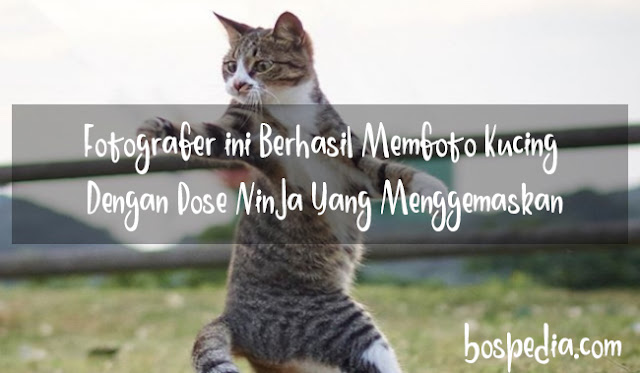 Fotografer Ini Berhasil Memfoto Kucing Dengan Pose Ninja Yang Menggemaskan