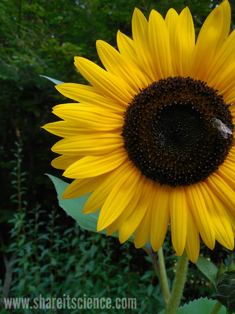 bee pollination sunflower