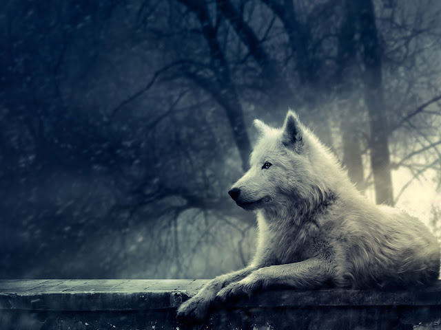 wolf wallpapers