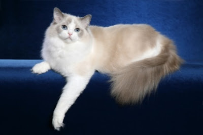 ragdoll cat