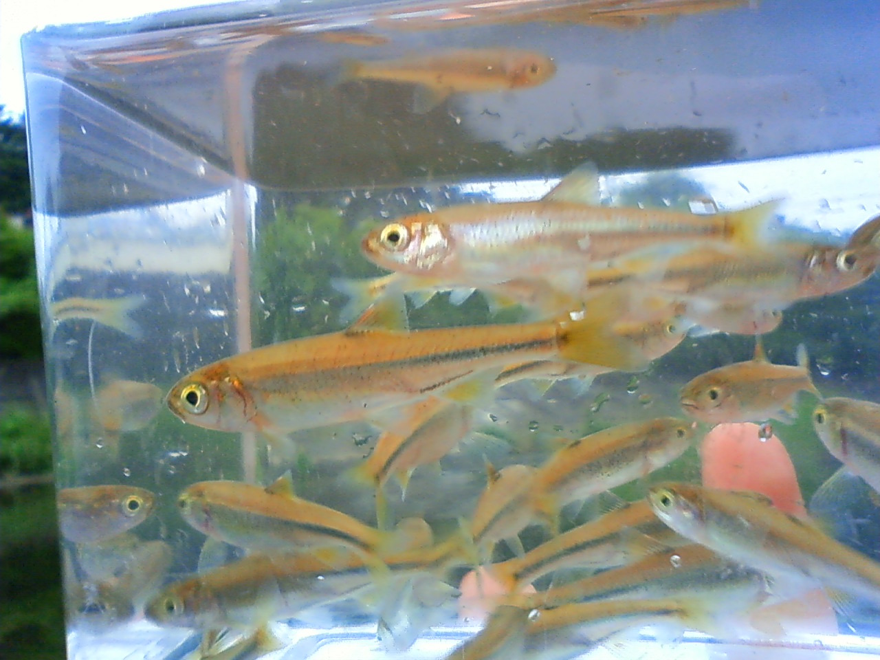 東京淡水魚図鑑 カワムツ コイ科オイカワ属
