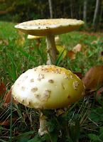 mushrooms on the path