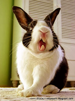 Funny Rabbit Pictures