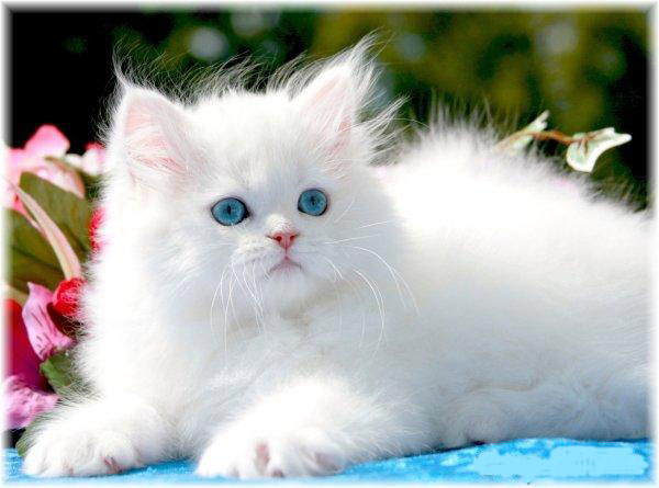 Hd Wallpapers Top Quality Pictures Beutiful White Cat Information And Latest Hd Pictures Wallpaper