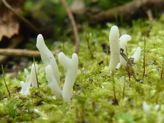 Clavaire en serpe - Clavaria subfalcata