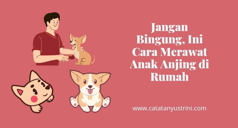 Jangan Bingung, Ini Cara Merawat Anak Anjing di Rumah