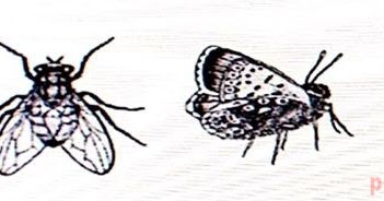 Perhatikan kelompok hewan  invertebrata  pada gambar berikut 