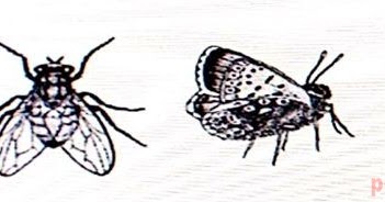 Perhatikan kelompok  hewan  invertebrata pada gambar berikut 