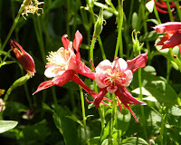 Plants Hummingbirds Love