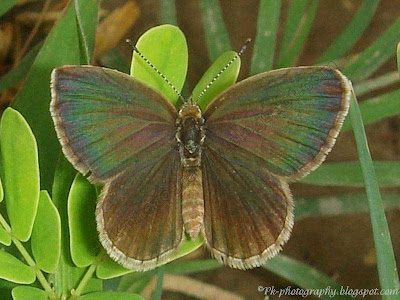 Pale Grass Blue Butterfly