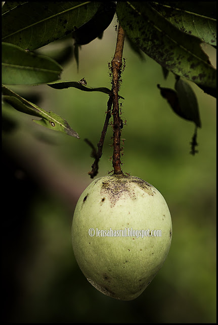 Resepi Jeruk Mangga Asam Boi Special - Merdeka cc