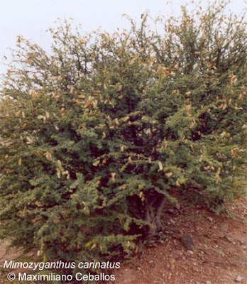 arboles del espinal Mimozyganthus carinatus