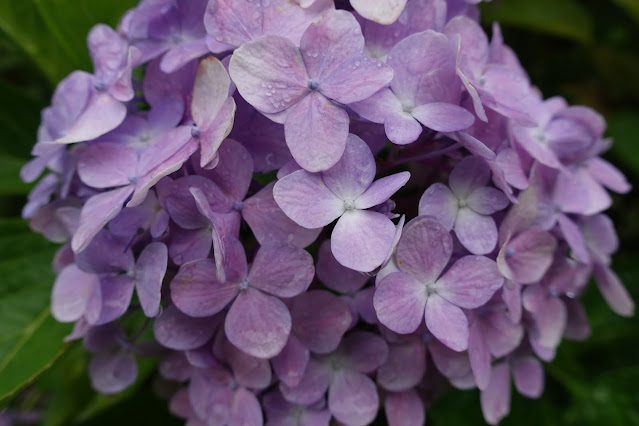 おにっ子ランドのアジサイ（紫陽花）