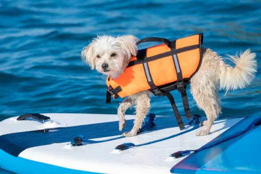 Why Every Dog Needs a Dog Life Jacket: The Ultimate Safety Guide