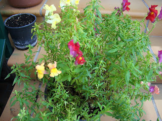 Dragonaria o boca de dragón (Antirrhinum majus f. nana)