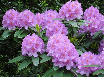 Rhododendron