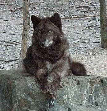 Black Wolf