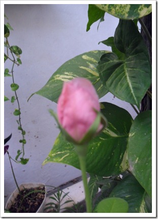 SAM_0657
