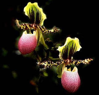 Paphiopedilum chamberlainianum2 Flower