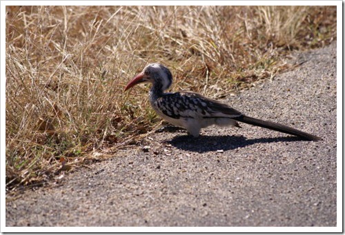 Kruger National Park resize (174)