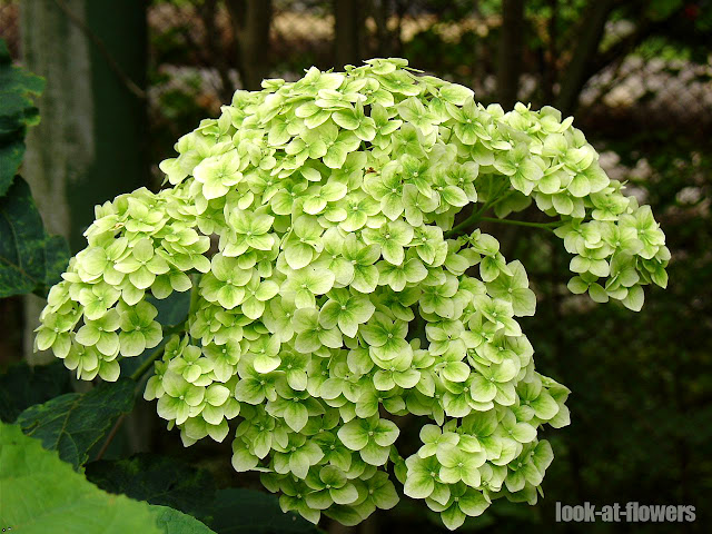 hydrangea flowers