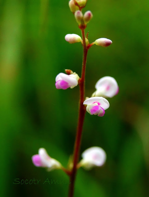 Desmodium podocarpum