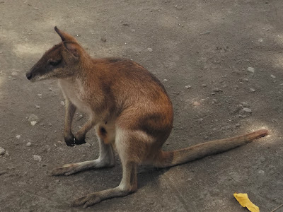foto Wallaby di kebun binatang