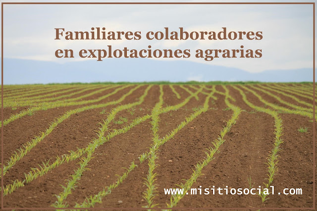 familiares colaboradores