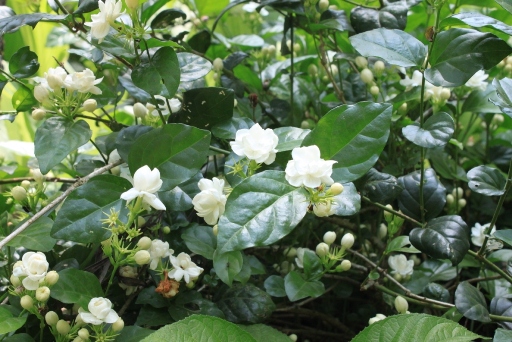 types of jasmine flowers pictures