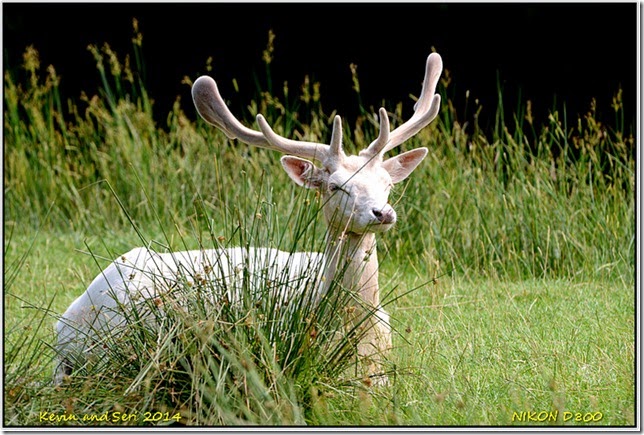 Bradgate Park - A dull summers day