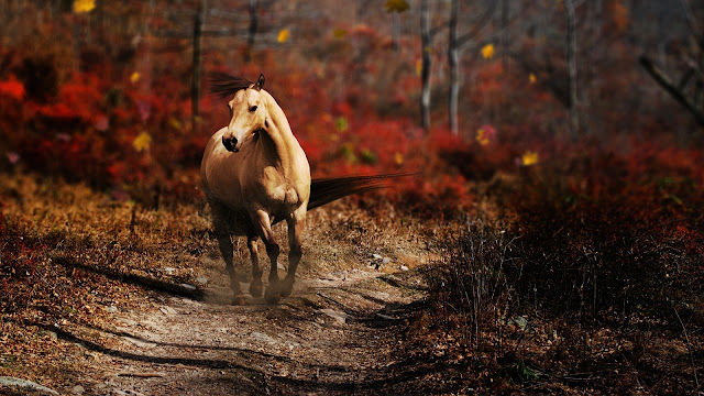 Running Horse Wallpaper