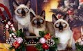 Gatitos siameses muy navideños - Merry Christmas