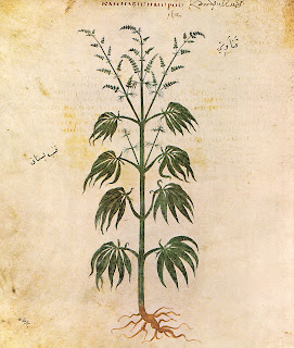 Cannabis sativa