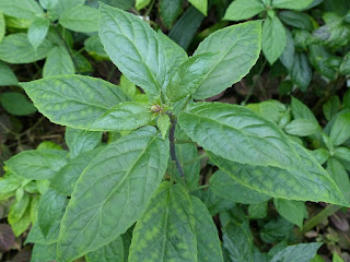 Scutellaire du Costa Rica - Scutellaria costaricana - Scutellaire costaricaine 