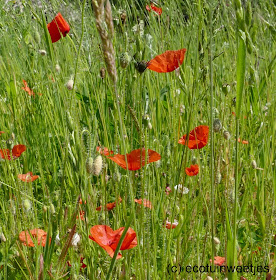 Bloemenweide aanleggen door grond te verarmen betekent aangepast maaibeheer en dus het maaisel afvoeren, bloemrijke weide, bloemrijk gazon, bloemenmengsel, arme grond