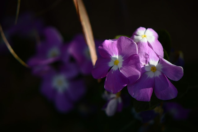 garden bloggers bloom day, summer, desert garden, small sunny garden, amy myers,