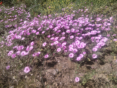 campanilla