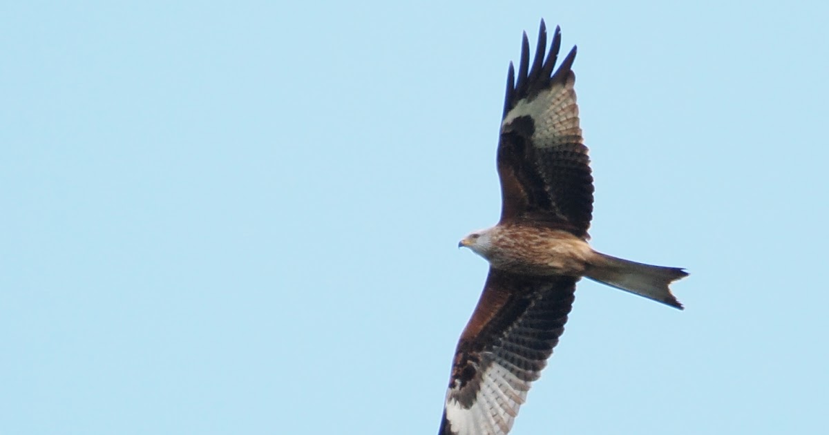 stonefactionbirding2014.blogspot.com