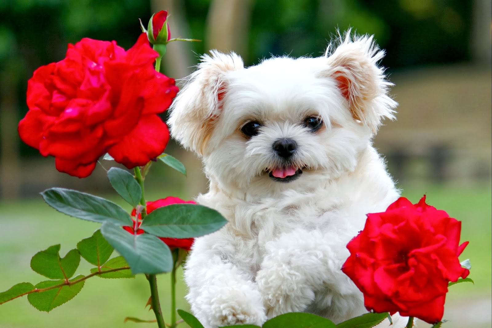 Beautiful Cute  Puppies  Wallpapers  Free HD Desktop 