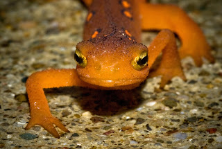 photo of a newt