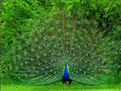  Beautiful Peacock allfreshwallpaper