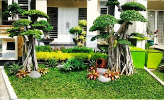 Bonsai Beringin - ciri-ciri pohon beringin, fungsi pohon beringin, manfaat pohon beringin, pohon beringin putih, pohon beringin kembar, pohon beringin download, filosofi pohon beringin, nama latin pohon beringin - 29 Jenis Tanaman yang Sering Dijadikan Penghias Taman - honaylandscape.blogspot.com