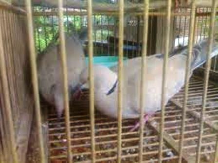  Burung Puter  Dederuk Jawa