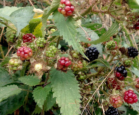 blackeberries photograph from artist locality